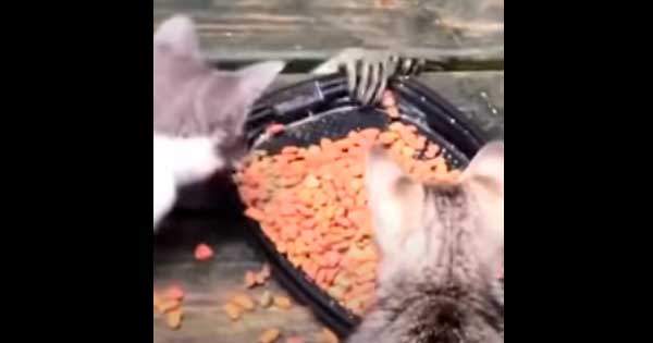 video de mapache robando comida
