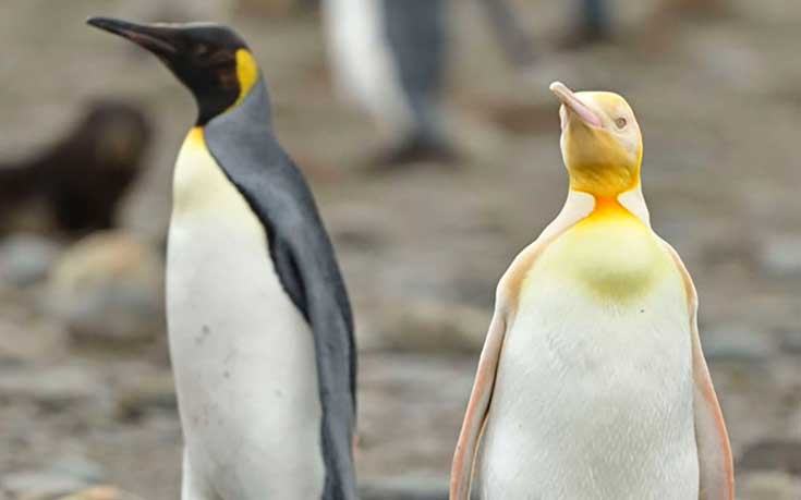 pingüino amarillo